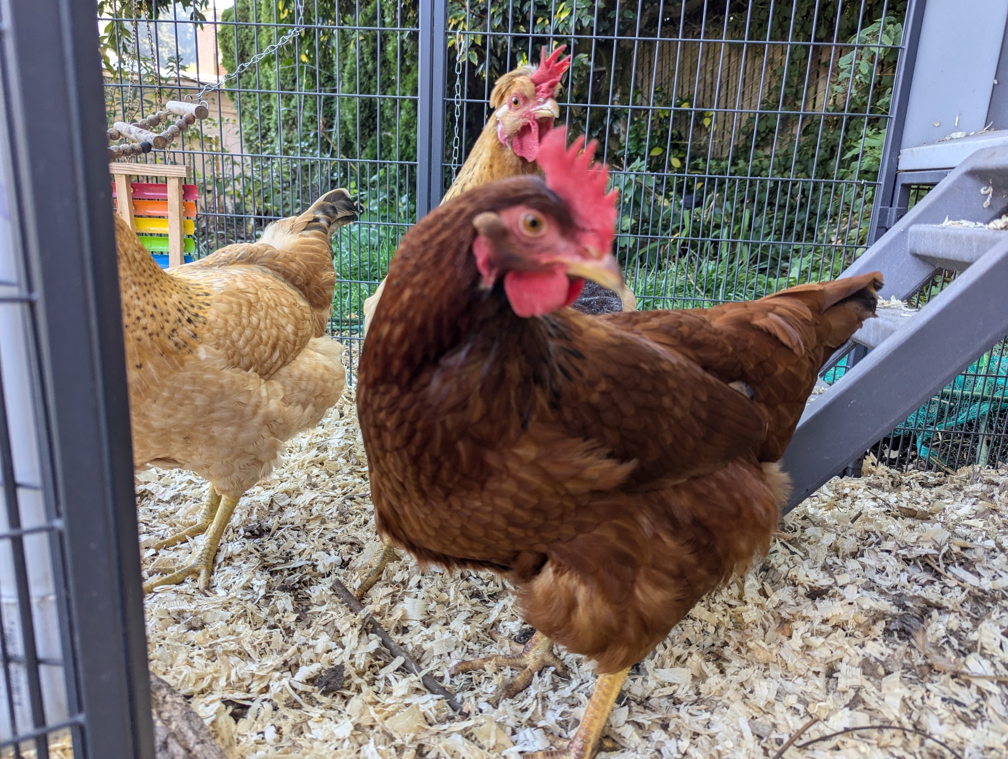 Chickens in The Smart Coop