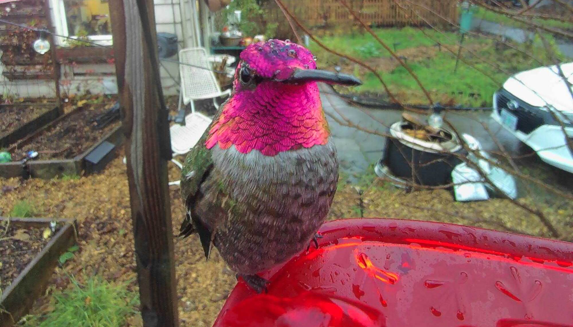 Bird Buddy Hummingbird Feeder