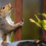 Effective Strategies for Deterring Squirrels from Potted Plants