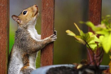 Effective Strategies for Deterring Squirrels from Potted Plants